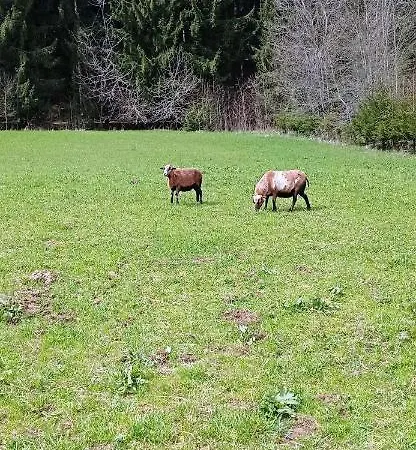 Na Zlabku * Horní Planá